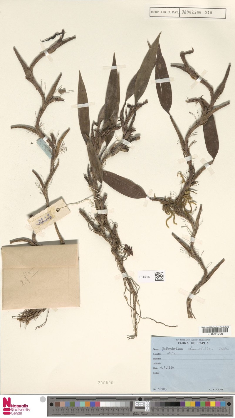 Bulbophyllum chaunobulbon photo 4