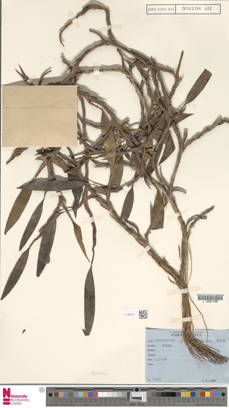 Bulbophyllum chaunobulbon photo 7