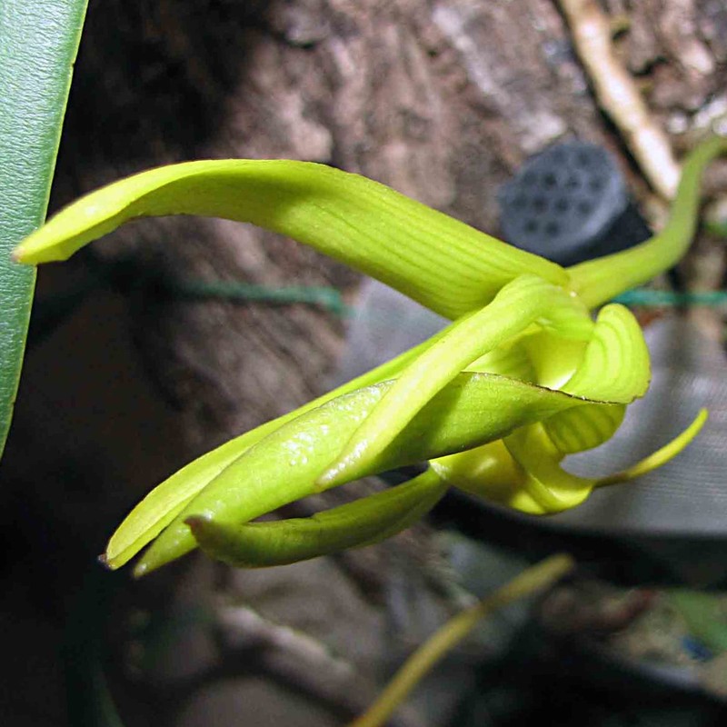 Bulbophyllum cheiri