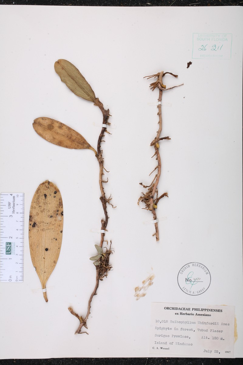 Bulbophyllum cheiri photo 2