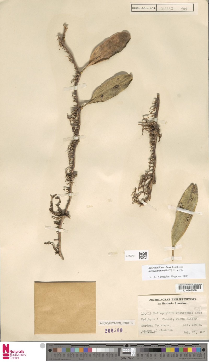 Bulbophyllum cheiri photo 3