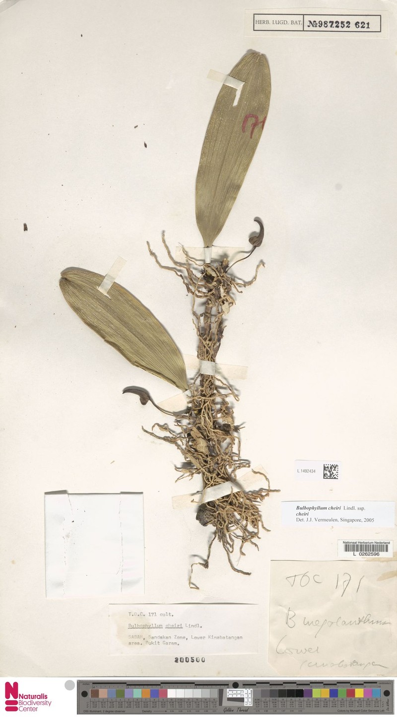 Bulbophyllum cheiri photo 4