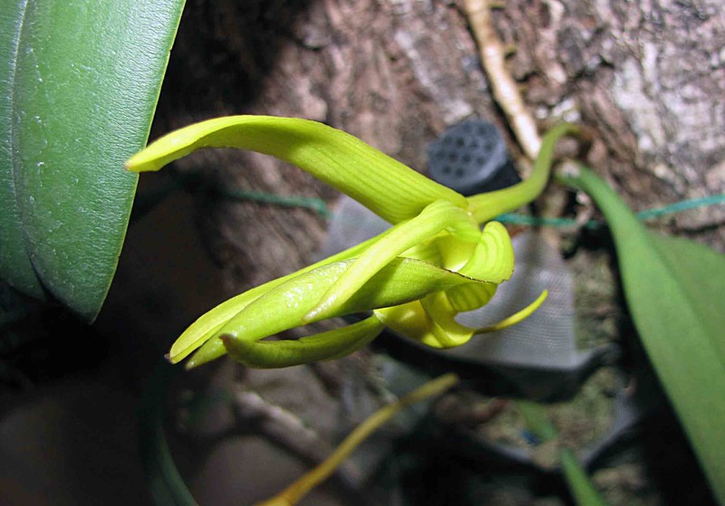 Bulbophyllum cheiri photo 5