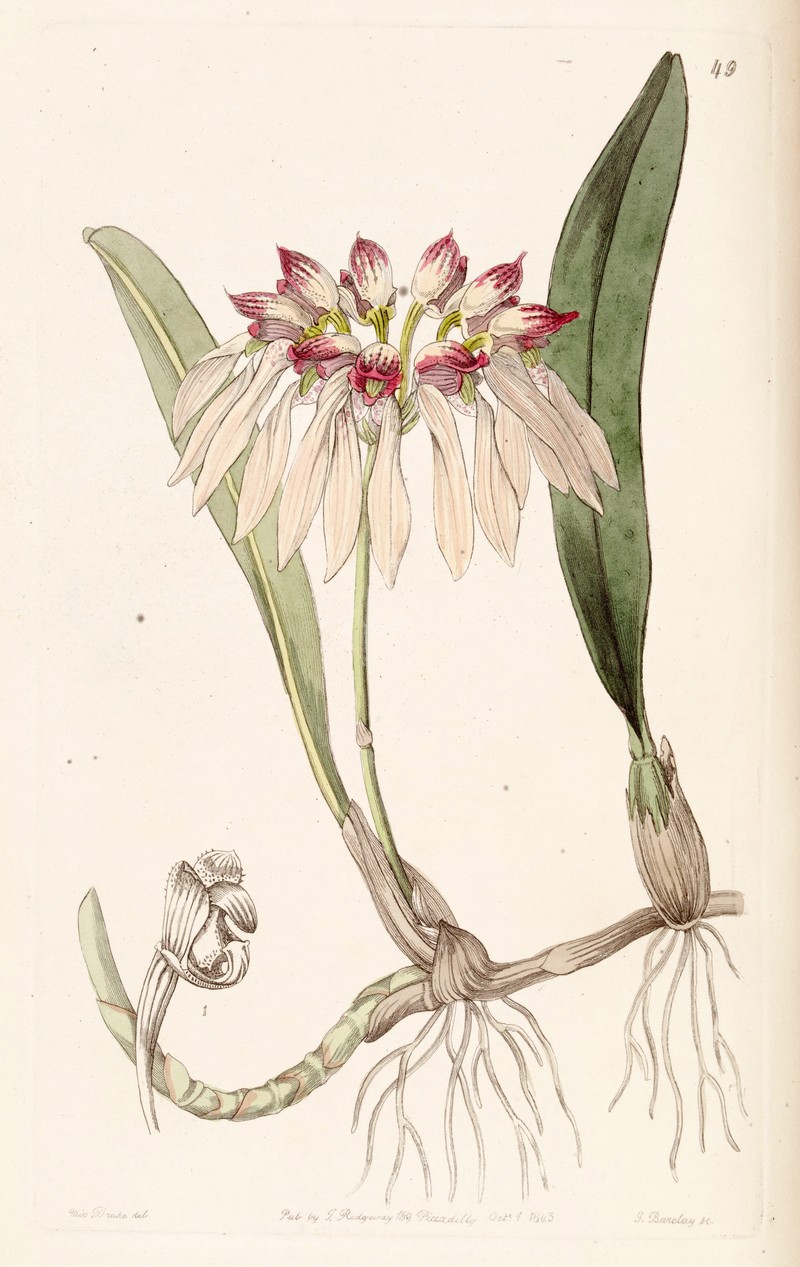 Bulbophyllum chinense