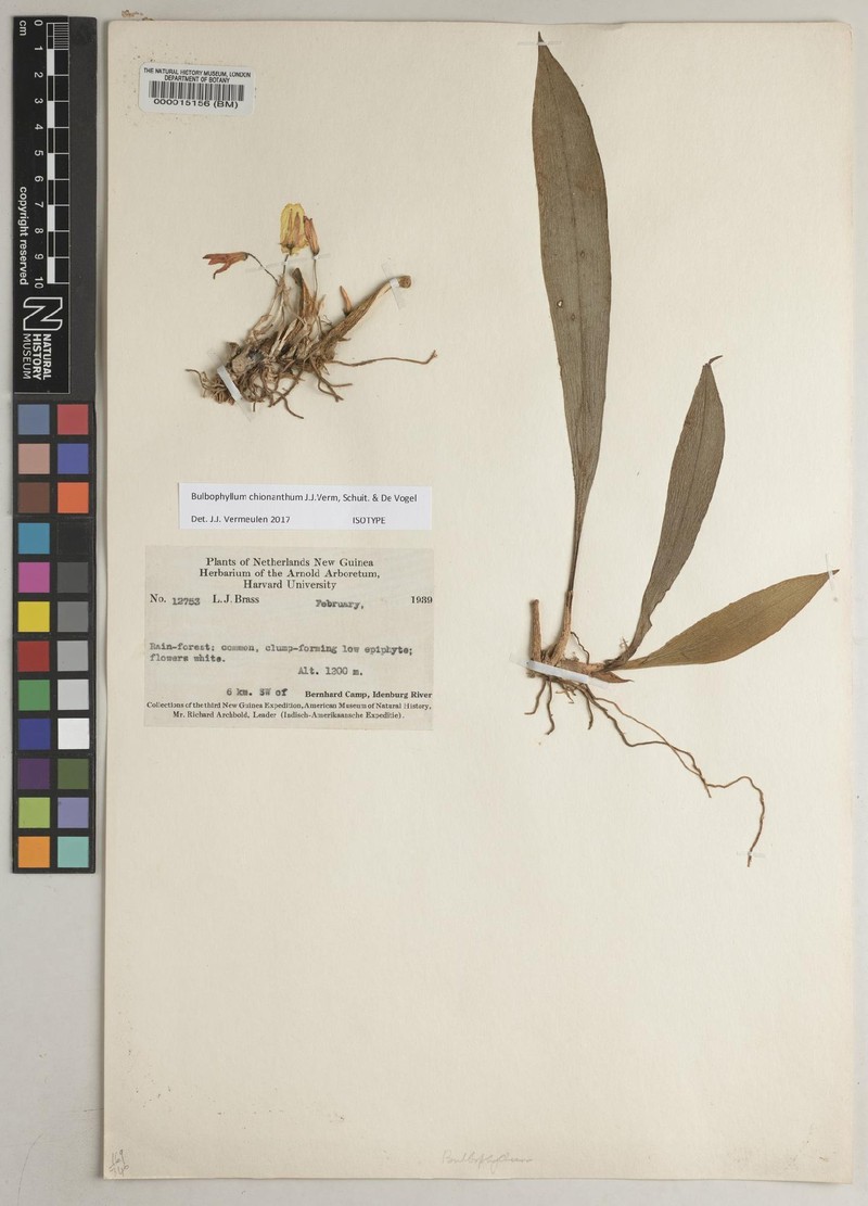 Bulbophyllum chionanthum