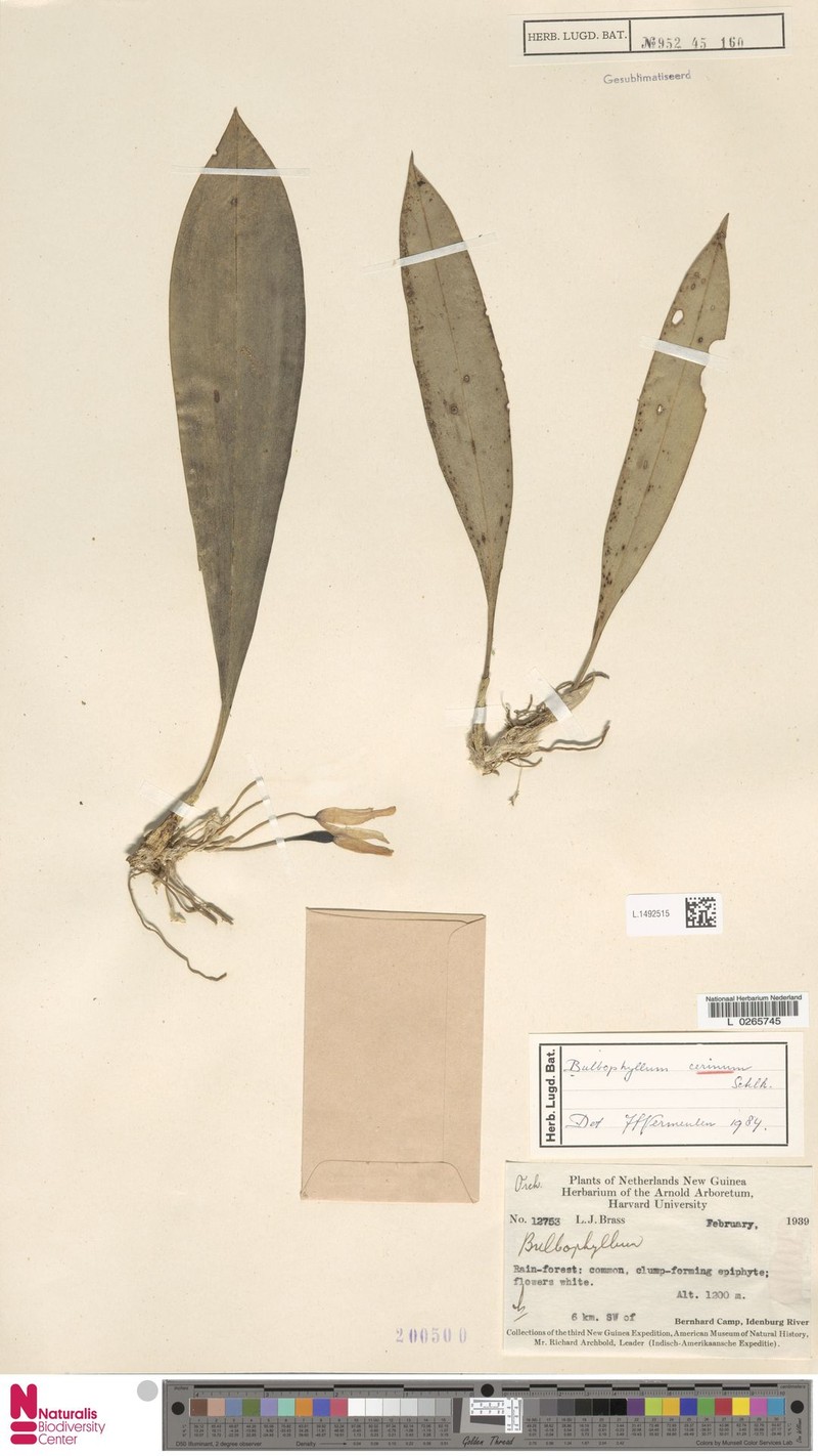 Bulbophyllum chionanthum photo 2