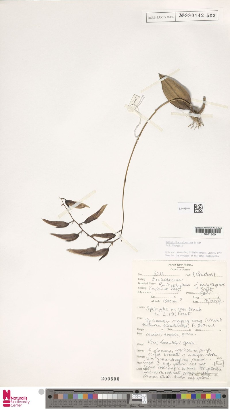 Bulbophyllum chloranthum
