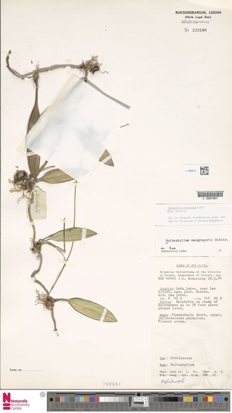 Bulbophyllum chloranthum photo 2