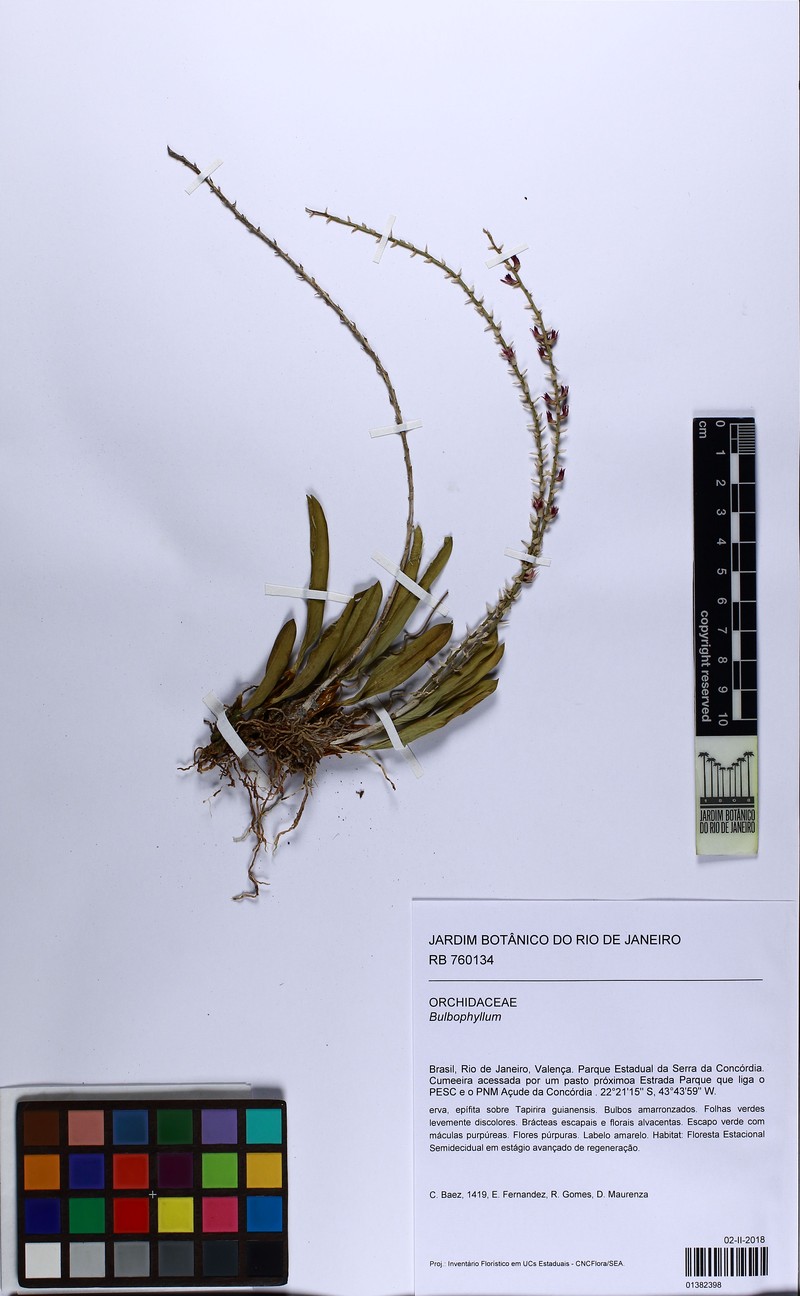 Bulbophyllum chloroglossum