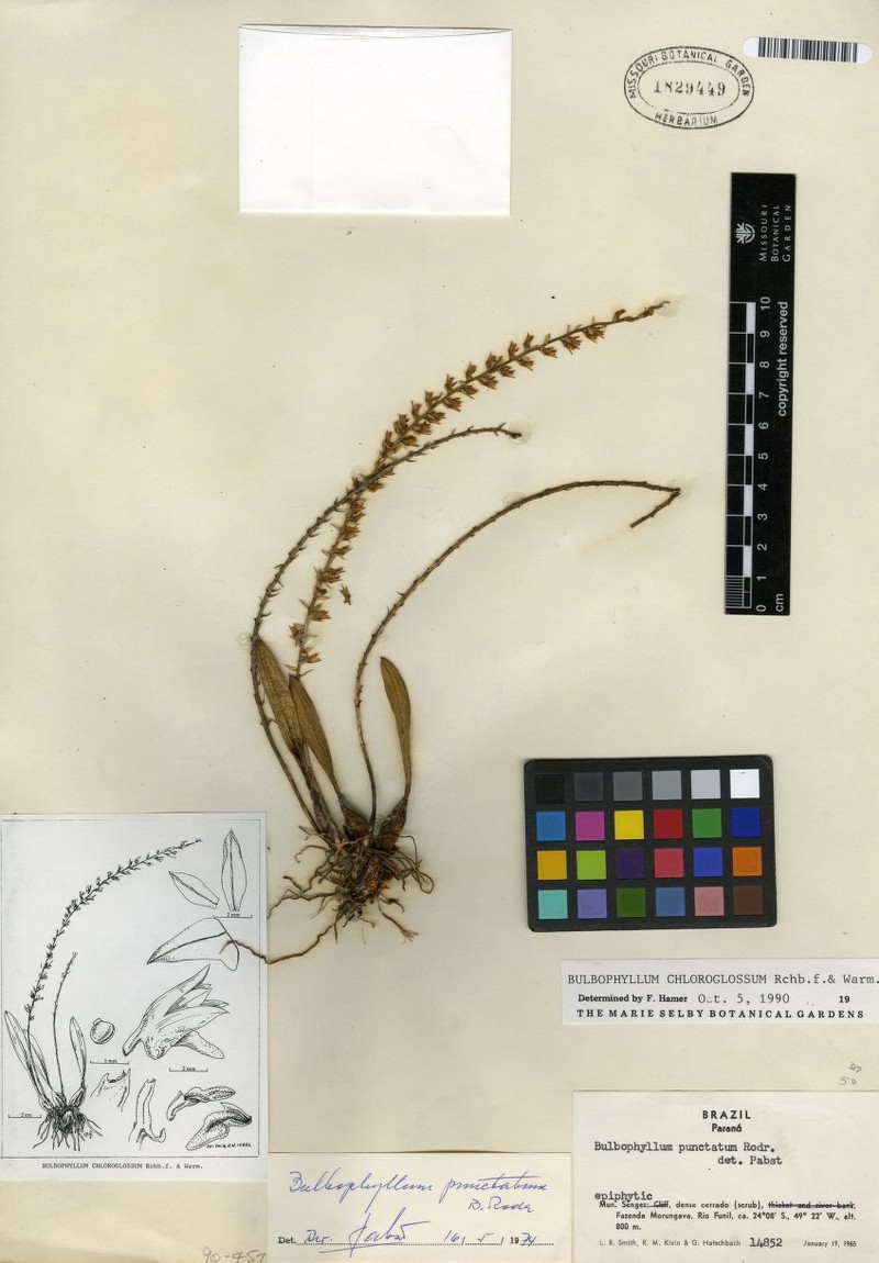 Bulbophyllum chloroglossum photo 2