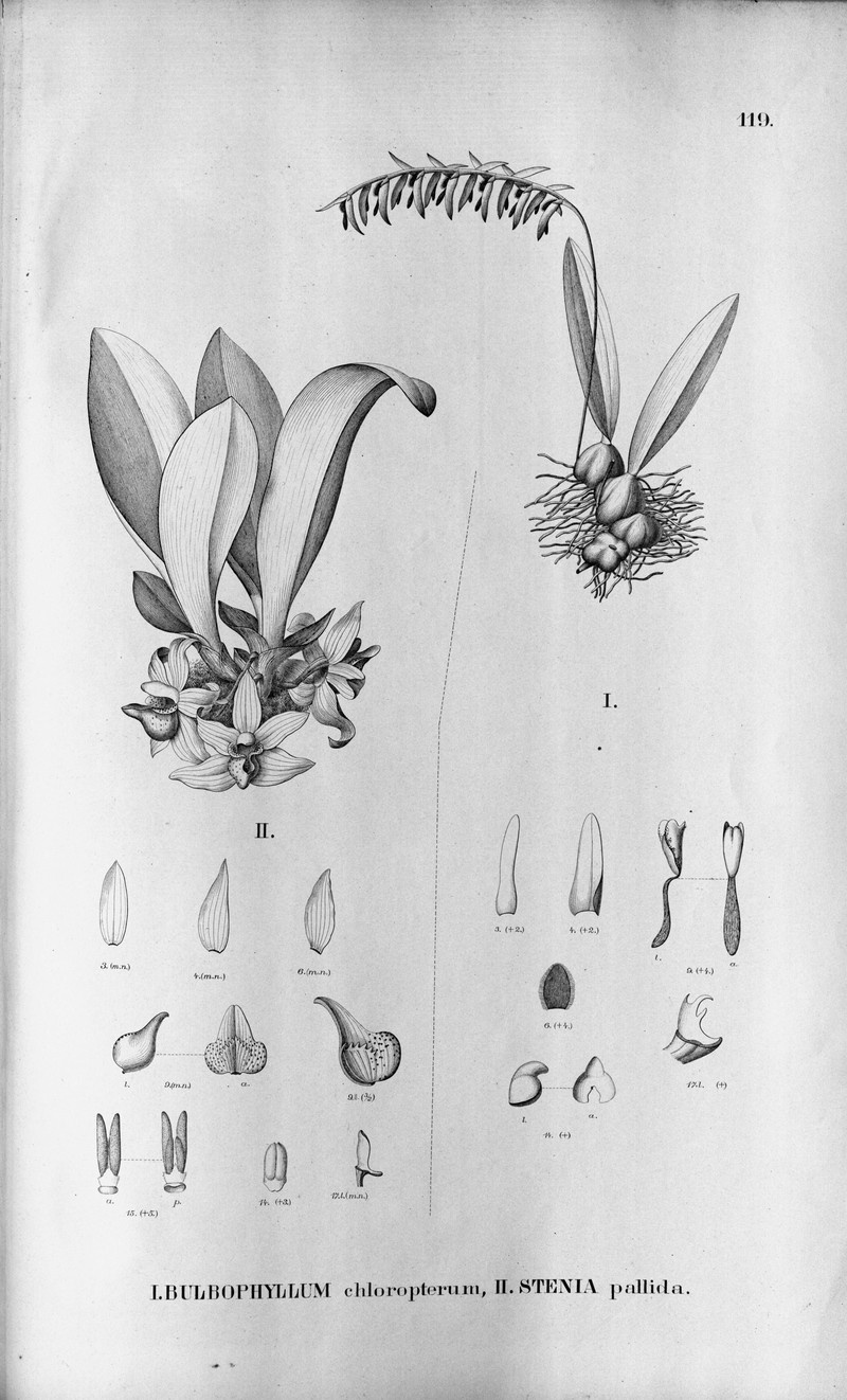 Bulbophyllum chloropterum