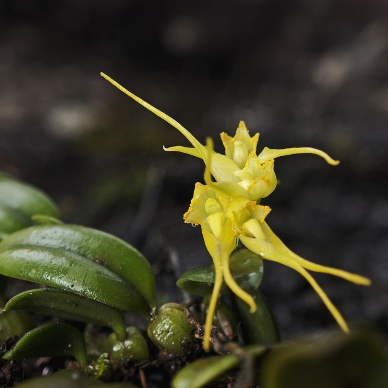 Bulbophyllum chondriophorum photo 2