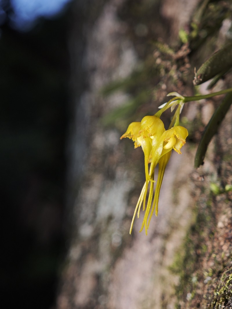 Bulbophyllum chondriophorum photo 3