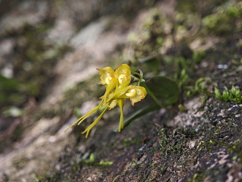 Bulbophyllum chondriophorum photo 5