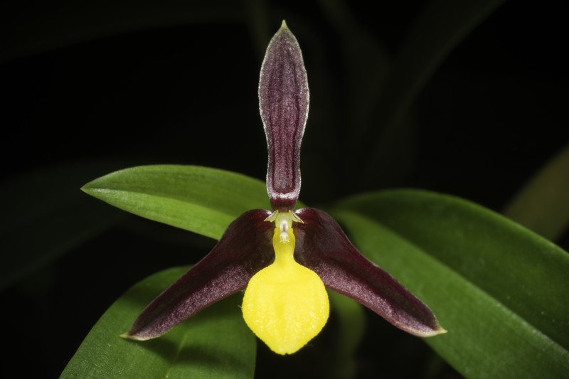 Bulbophyllum chrysoglossum