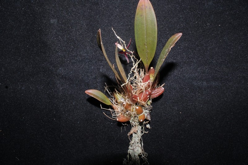 Bulbophyllum chrysoglossum photo 2