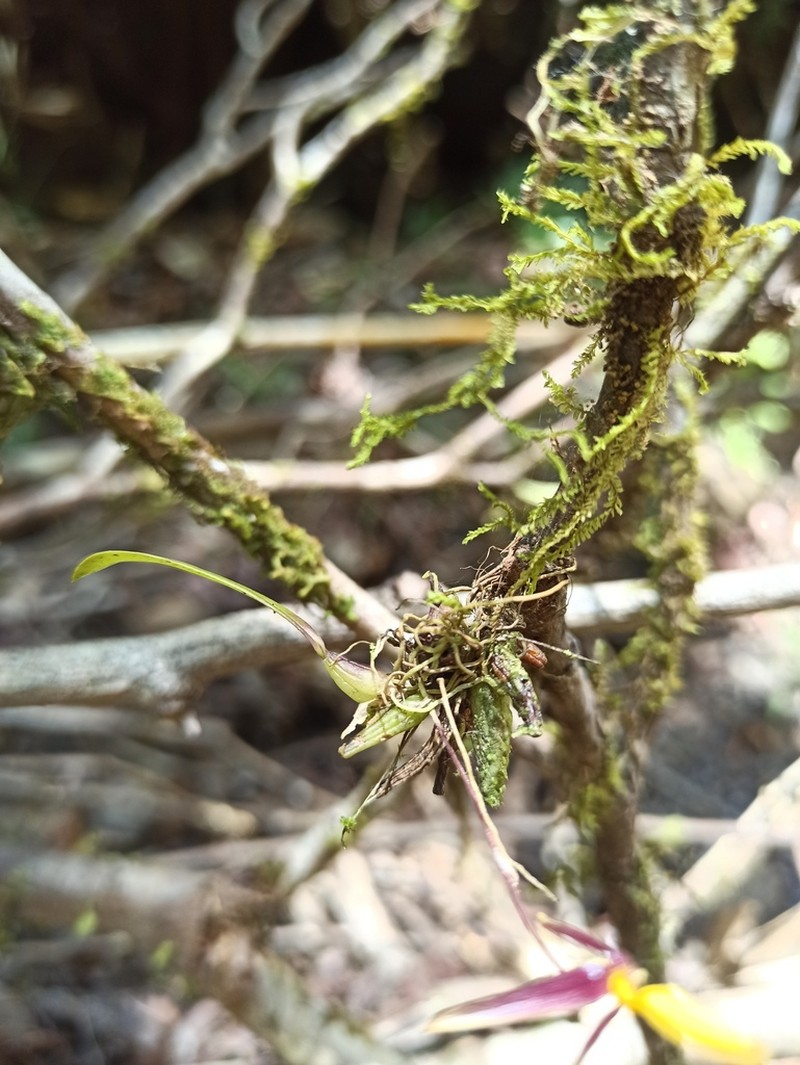 Bulbophyllum chrysoglossum photo 3