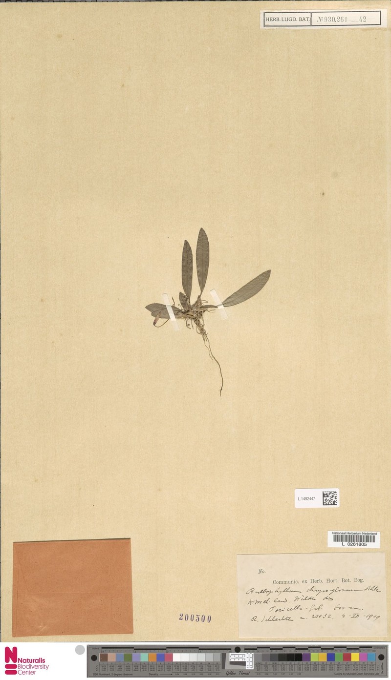 Bulbophyllum chrysoglossum photo 4
