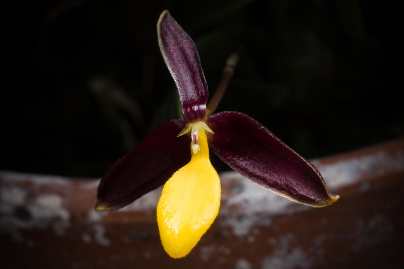 Bulbophyllum chrysoglossum photo 5