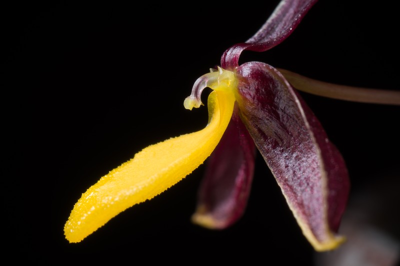 Bulbophyllum chrysoglossum photo 6