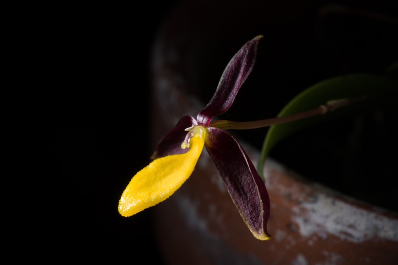 Bulbophyllum chrysoglossum photo 7