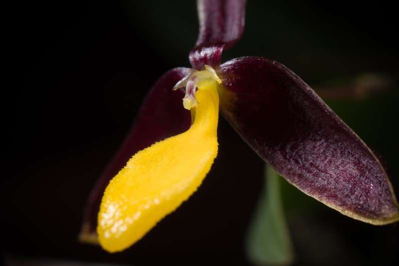 Bulbophyllum chrysoglossum photo 8