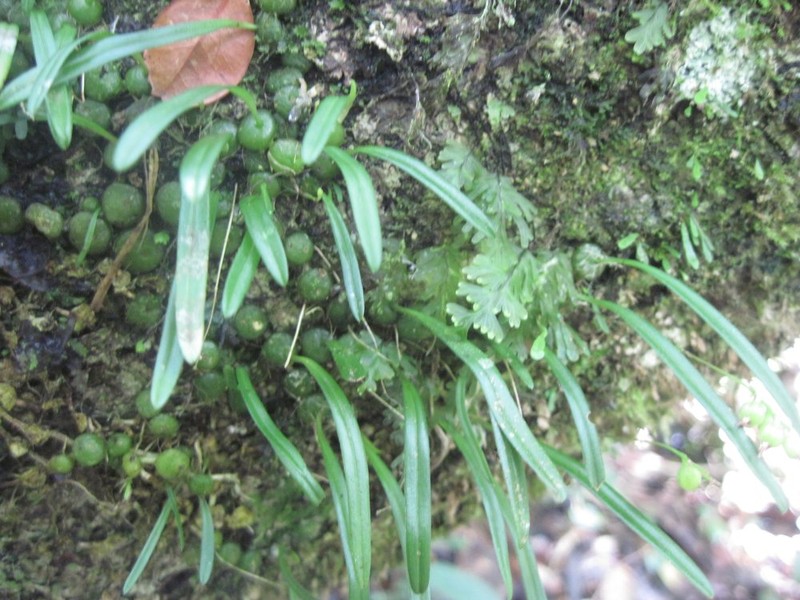 Bulbophyllum ciliatilabrum