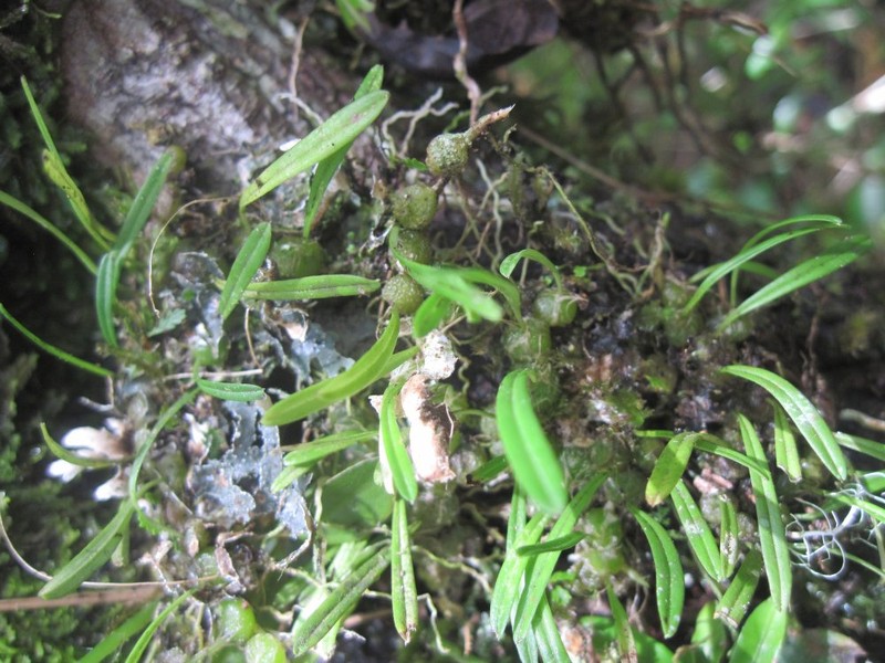 Bulbophyllum ciliatilabrum photo 2