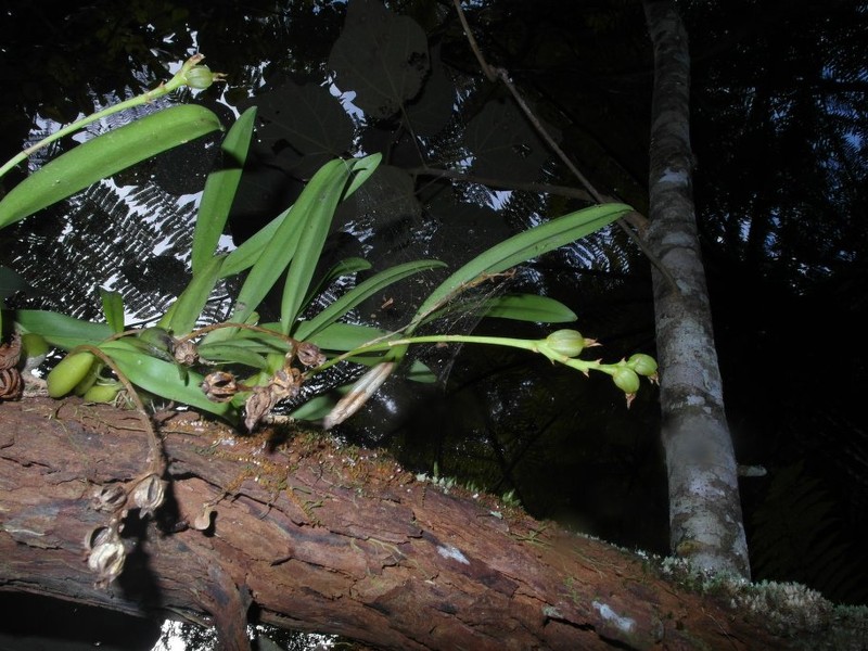 Bulbophyllum ciliatilabrum photo 3
