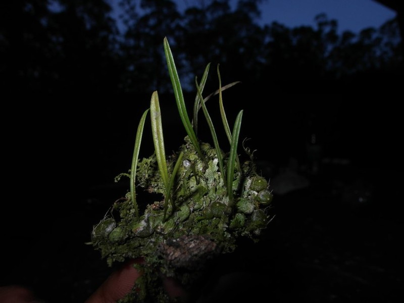 Bulbophyllum ciliatilabrum photo 4