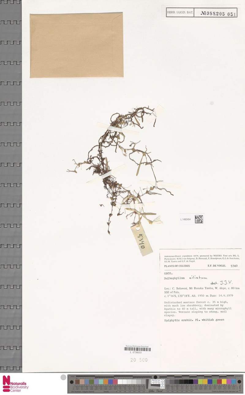 Bulbophyllum ciliatum photo 2