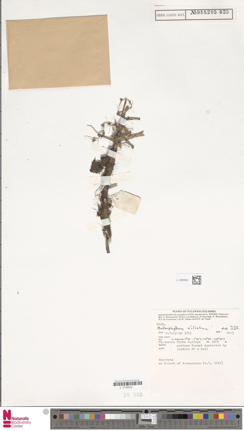 Bulbophyllum ciliatum photo 3