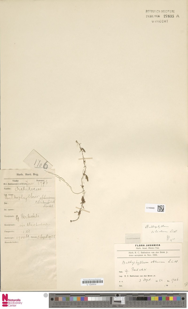 Bulbophyllum ciliatum photo 4