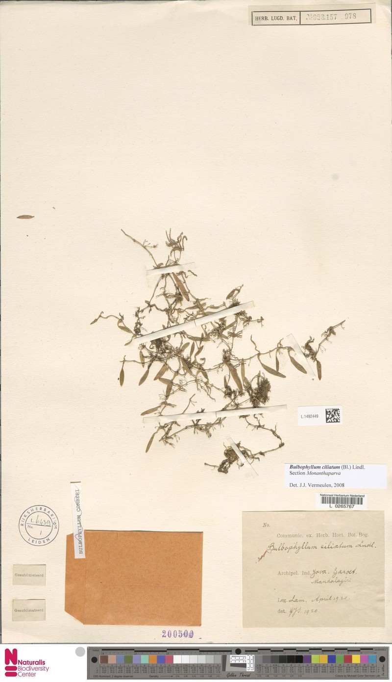 Bulbophyllum ciliatum photo 5