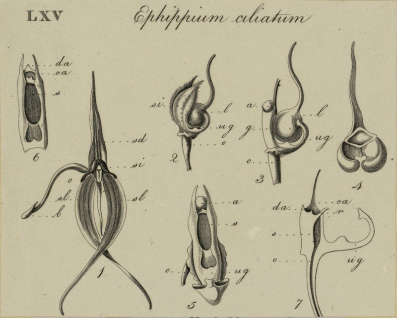 Bulbophyllum ciliatum