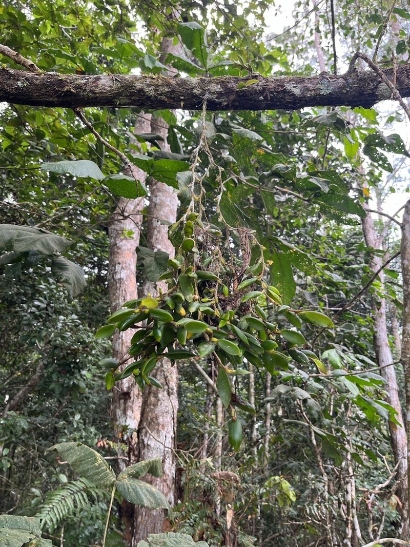 Bulbophyllum cimicinum