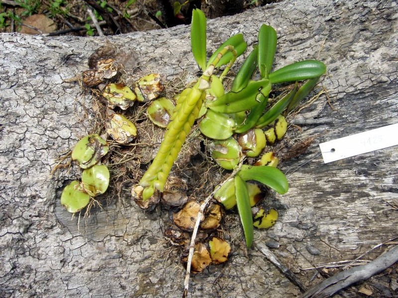 Bulbophyllum cirrhoglossum