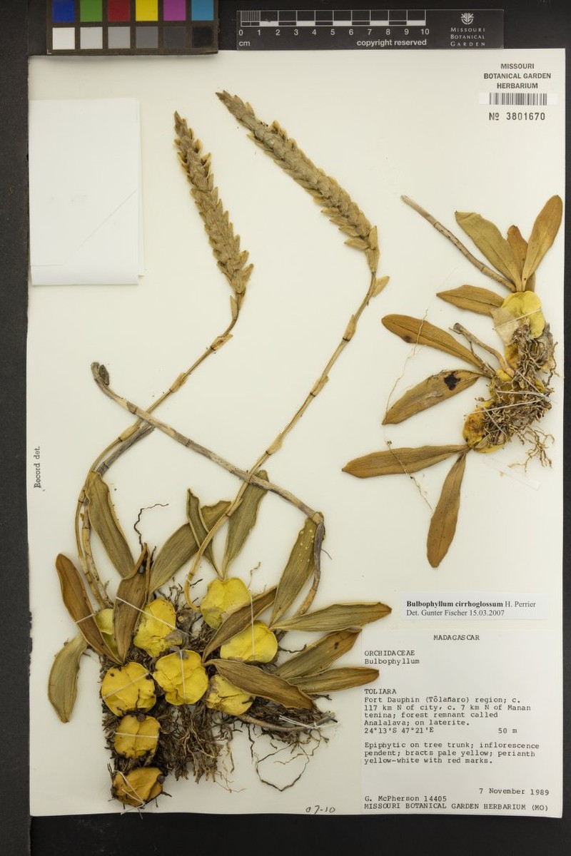 Bulbophyllum cirrhoglossum photo 2