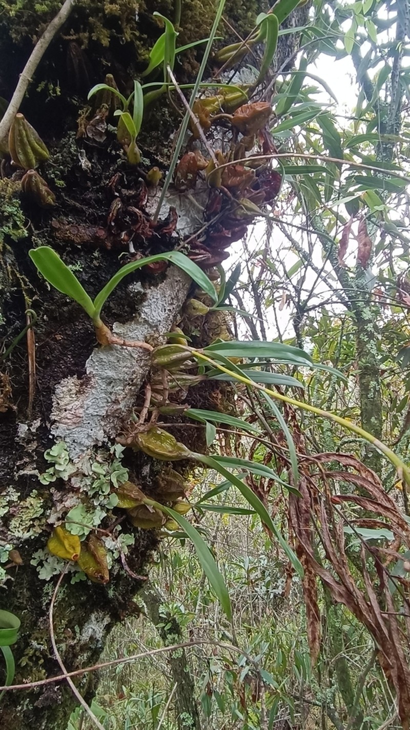 Bulbophyllum cirrhosum