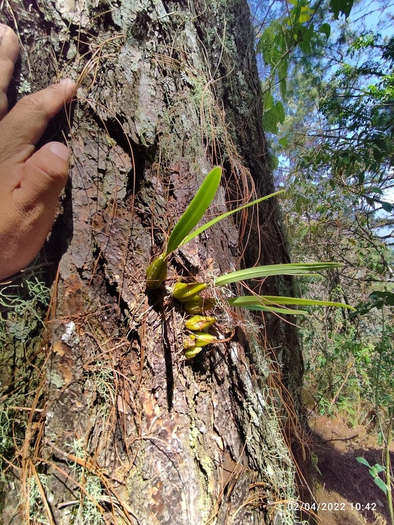 Bulbophyllum cirrhosum photo 3
