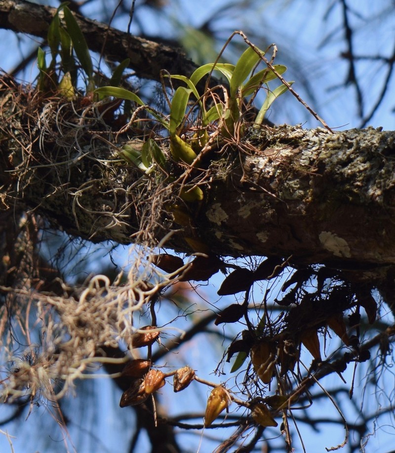 Bulbophyllum cirrhosum photo 4