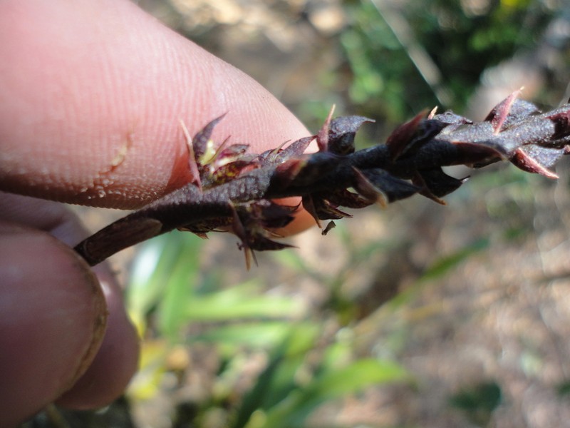 Bulbophyllum cirrhosum photo 5