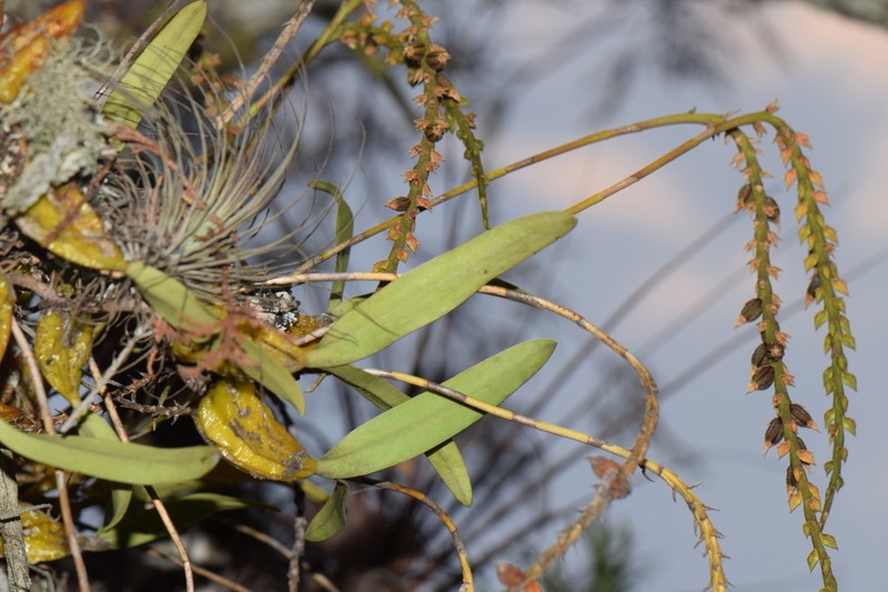 Bulbophyllum cirrhosum photo 6