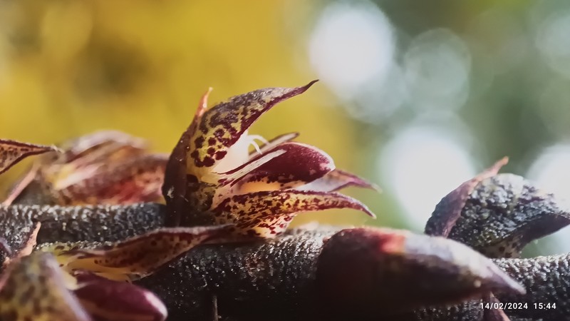 Bulbophyllum cirrhosum photo 7
