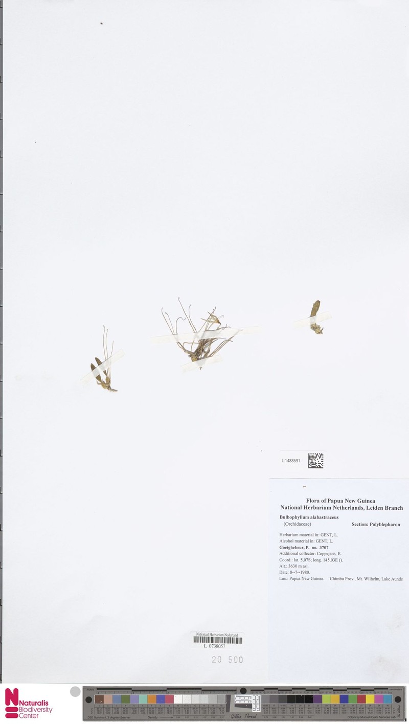 Bulbophyllum citrellum photo 2