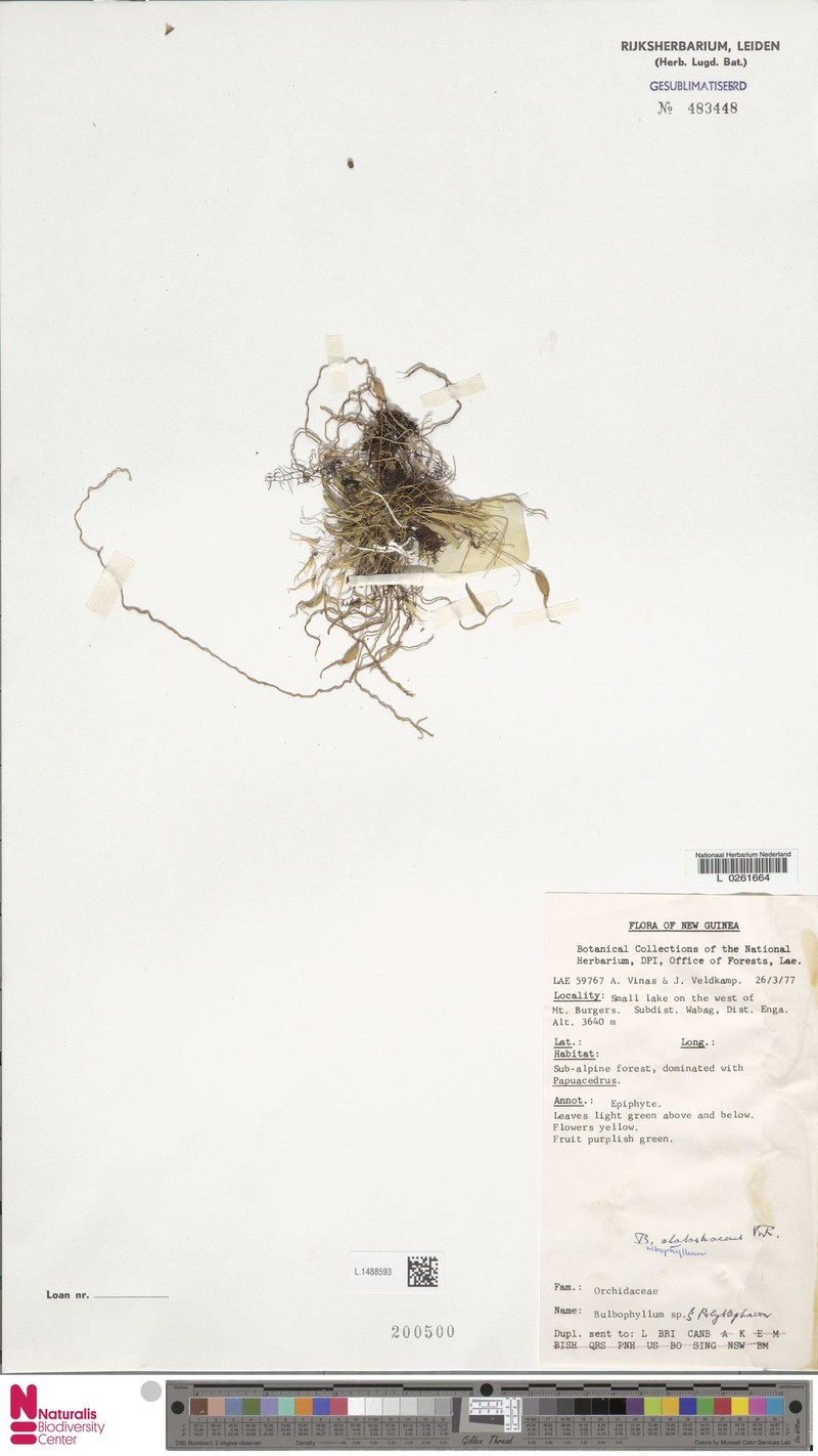 Bulbophyllum citrellum photo 3