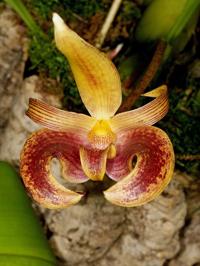 Bulbophyllum claptonense