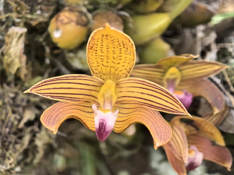 Bulbophyllum claptonense photo 3