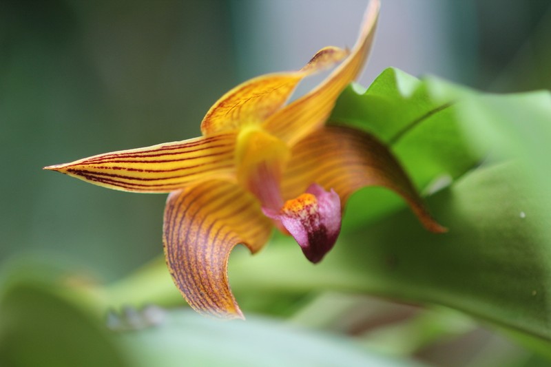 Bulbophyllum claptonense photo 4