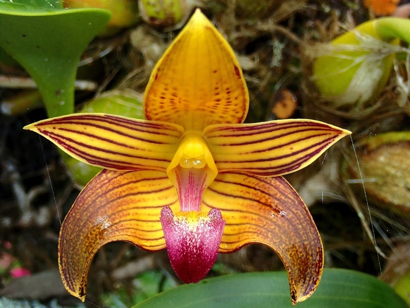 Bulbophyllum claptonense photo 5